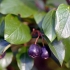 Cotoneaster aronija